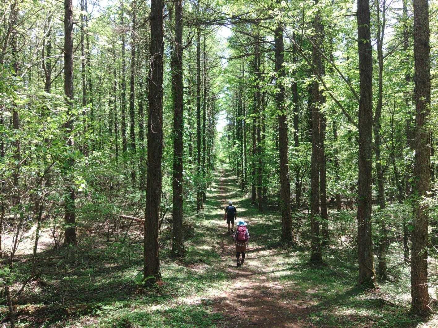 物見山-水辺の広場-せせらぎの広場 周回コースの写真