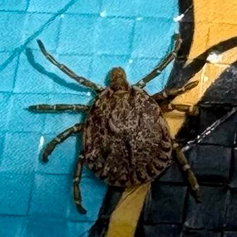 春の風物詩“マダニちゃん”も活動開始🕷️
（会いたくないやつ😅）