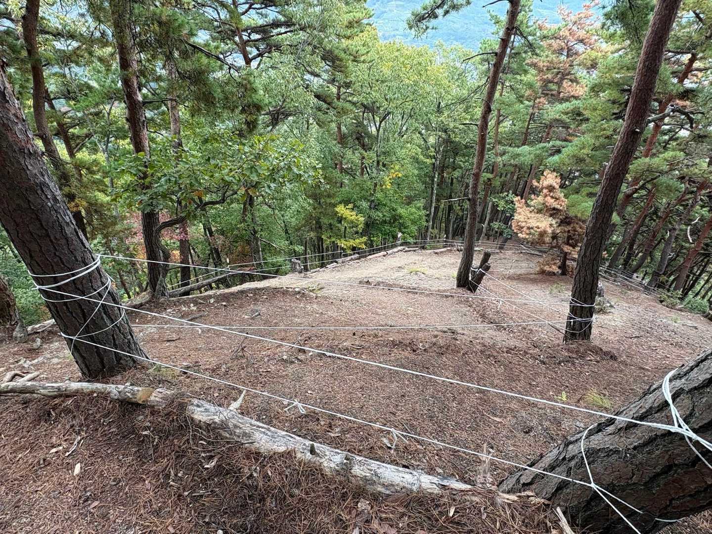 ロープで松茸山を保護中🍄
下山で1人の登山者とすれ違い😊