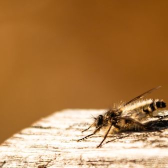 アブの仲間かな？
