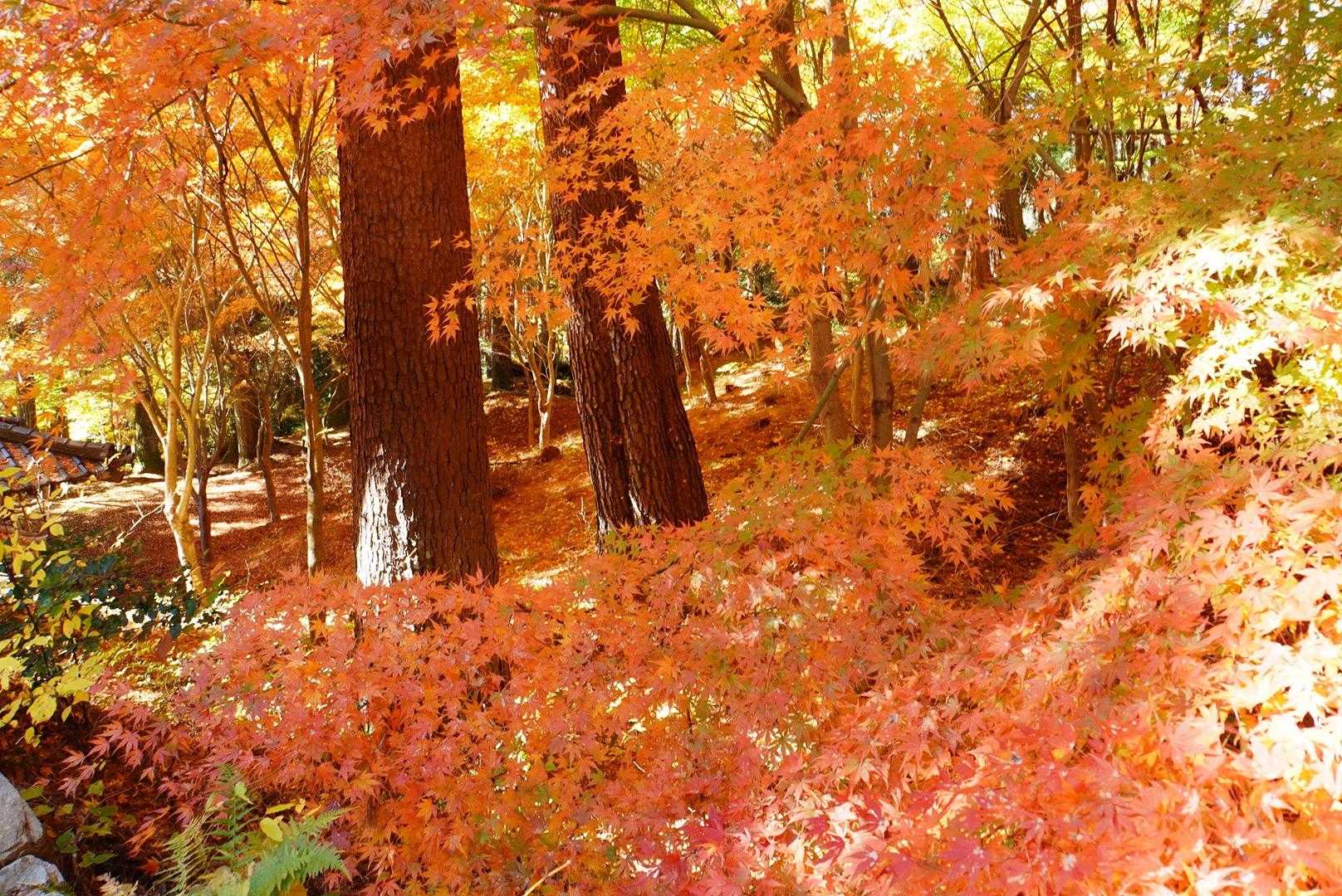 高烏谷のマツハダ-つが平-高烏谷山-高烏谷神社 奥社 周回コースの写真
