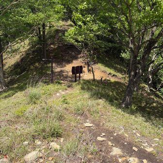 分岐点だ！帰りはここから降ります
社山に向かうので、このまま真っ直ぐ登ります⛰️