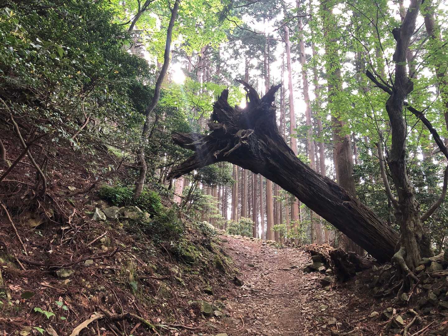すんごっ
木が折れて、ひっくり返ってる