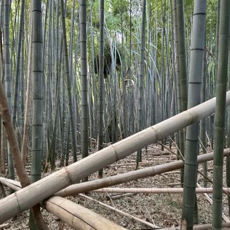 墓地の裏、しかも薄暗く、少し不気味な雰囲気