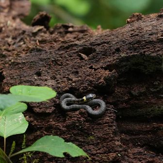 今日やたらヘビおる
ヤマカガシ若