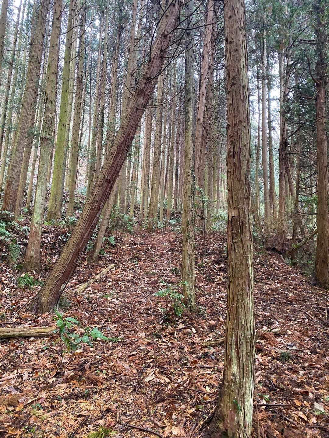 落ち葉は ふかふか。