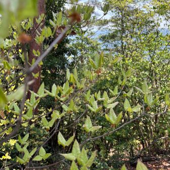 頂上のミツバツツジ、お花は終わり