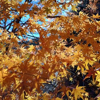 結局、ここから舗装道路を歩いて麓に下りて、さらに舗装道路を登り返してダム事務所に行くことにする。