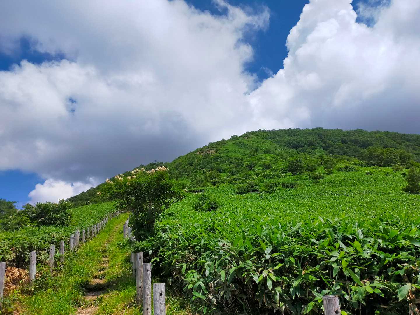 お花畑から三国山山頂方向