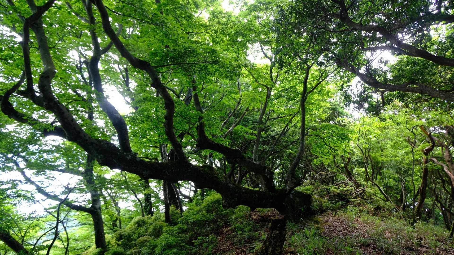 倒れて根が浮き上がってもまだこれだけの葉をつける生命力✨✨
樹木や生き物たちのひたむきに生きようとする姿に力をいただき、頑張ろうと思えるから山歩きはやめられないです。