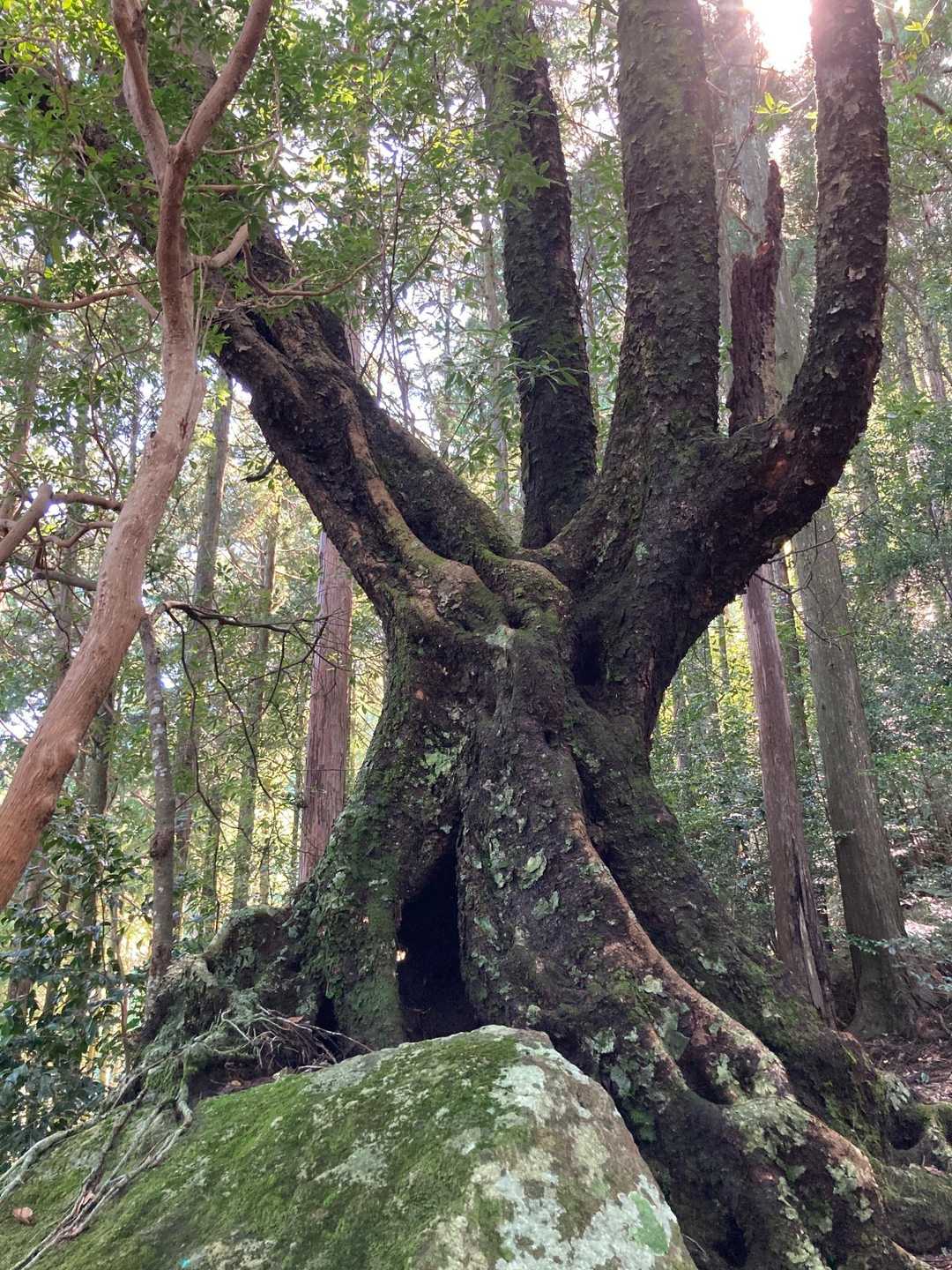 樹齢何年？