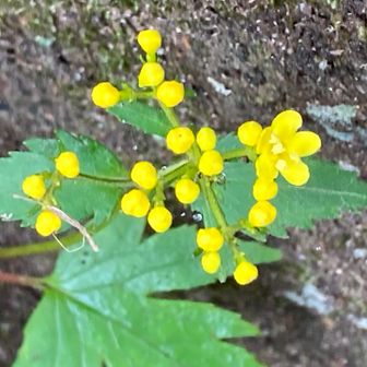 稜線に咲くハクサンオミナエシ
(コキンレイカ)
黄色の蕾がめんこい