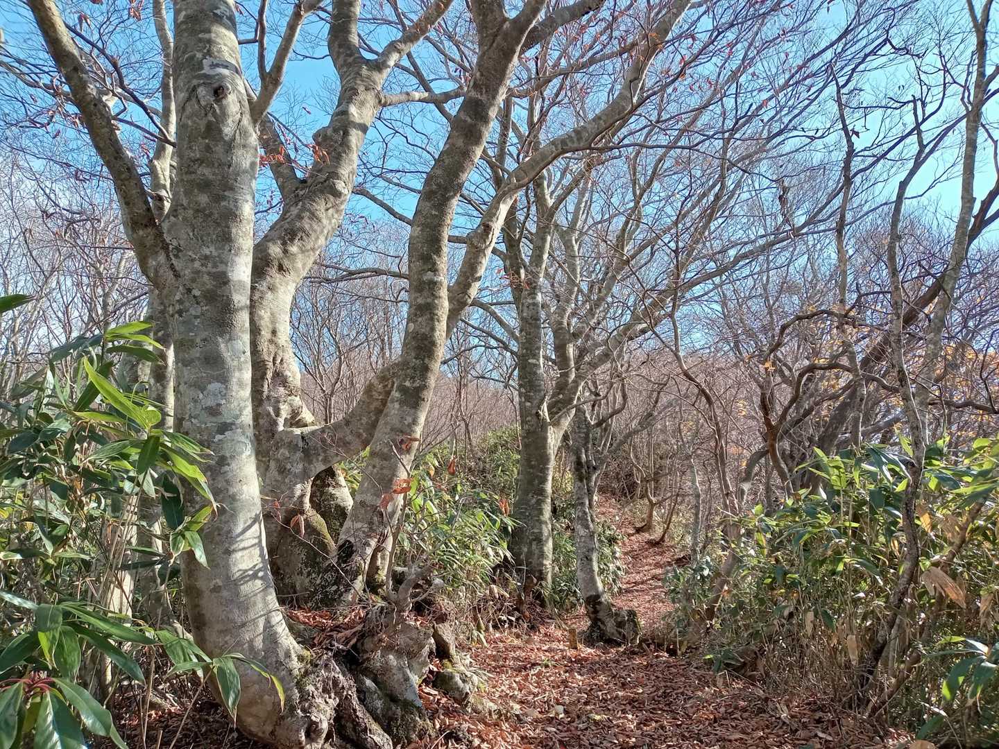 立派なブナもあり