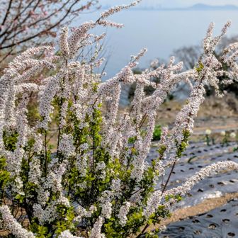 もふもふ
ユキヤナギ🤍