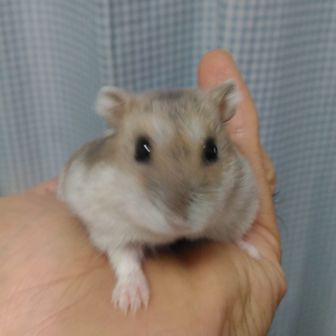 カトリ（土偶くん）