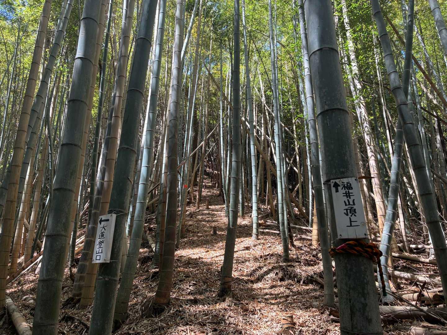 ラストの福井山へ！竹林！
里山あるあるの急登！頑張って登ります🥾