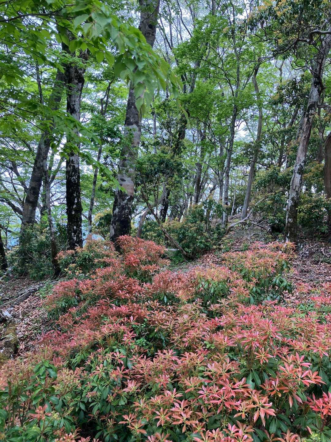 素敵な森だわー