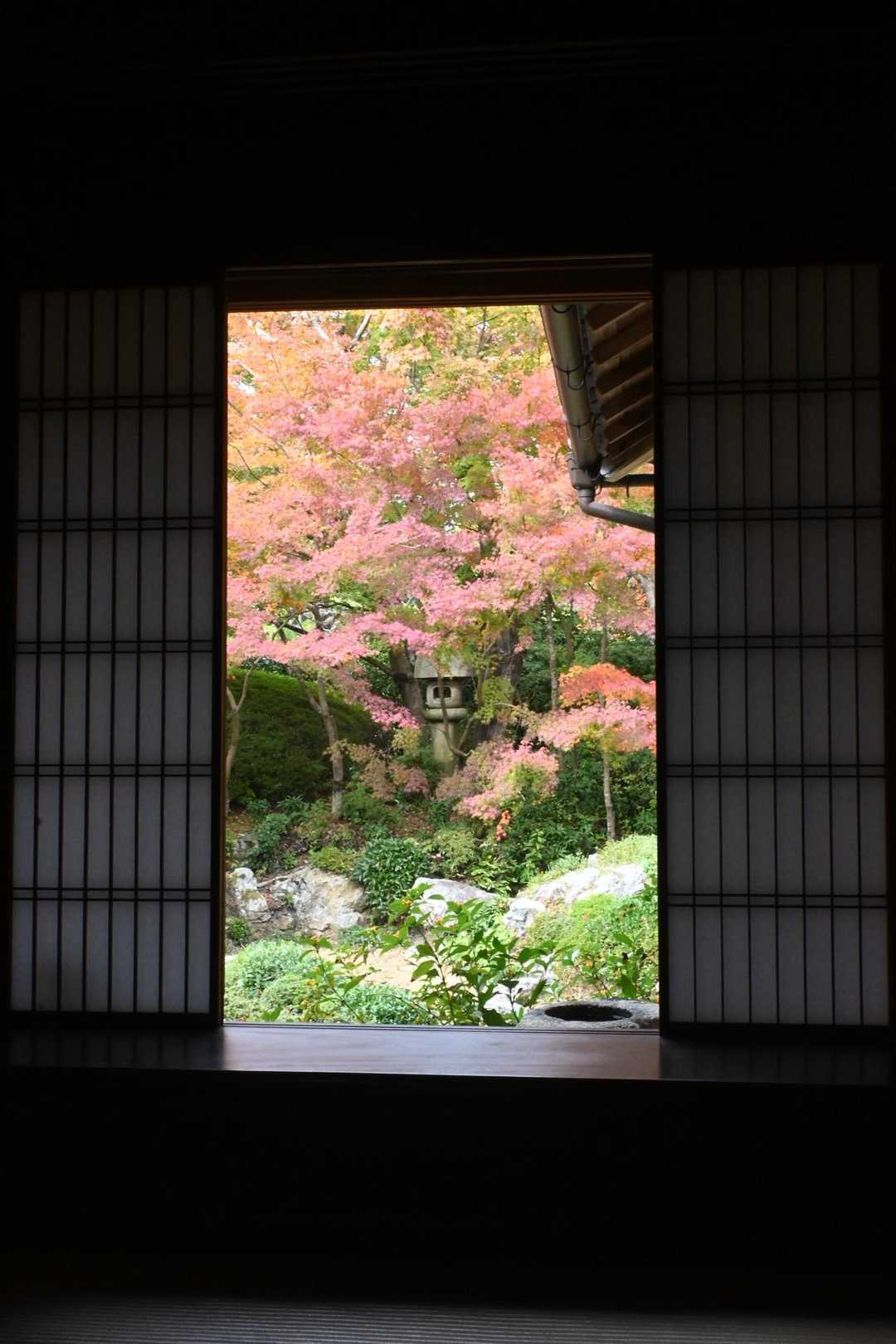 でも座敷側はとても美しく色づいてました