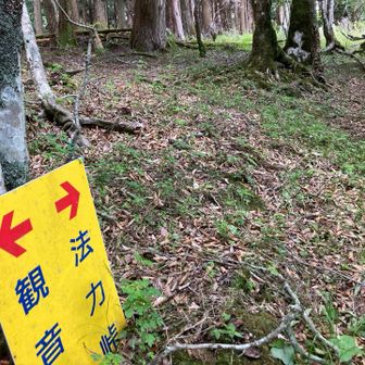 ピンクテープ、踏み跡を辿り不明瞭な道を進みます。