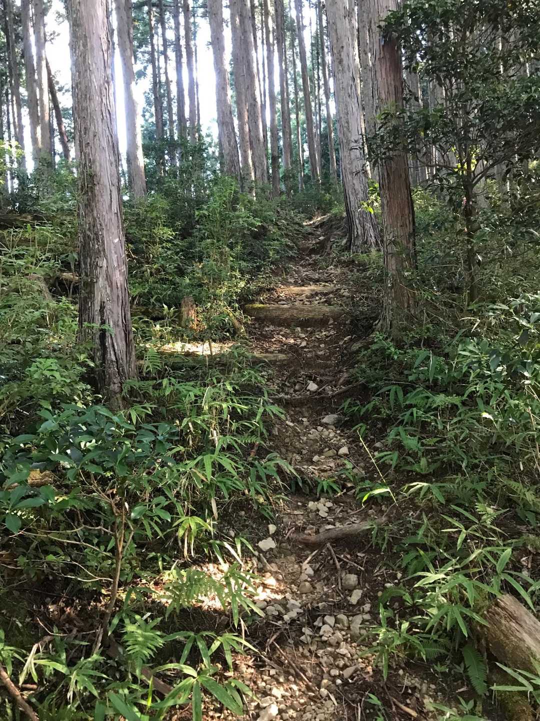 暫くはこんな道を登って行きます💦