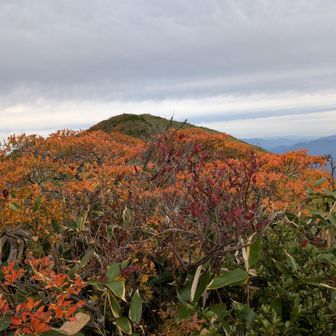🍁