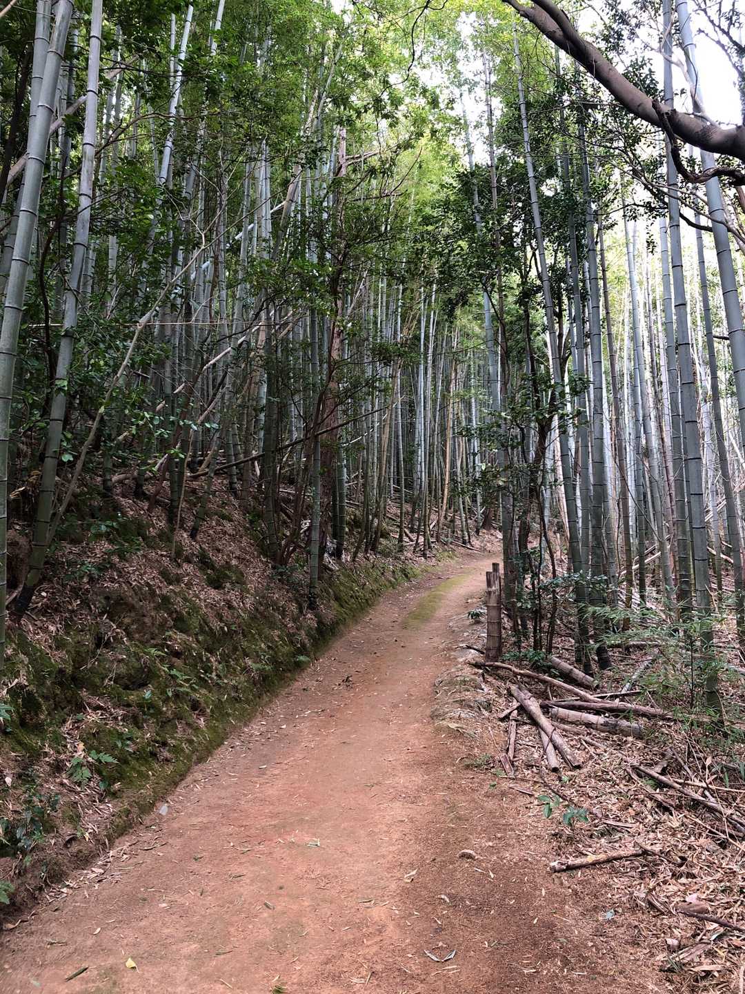 竹林ゾーンも気持ちいいです。こちらのルートからの登りはいいですね。