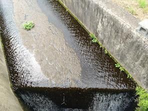 工業団地からくる水。川面に何か生えていた。