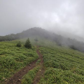 石丸峠　左は牛ノ寝通り,直進は小金沢山,上日川峠は右へ