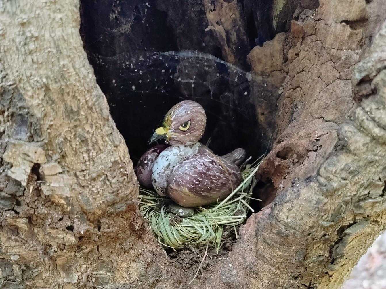 鳥🐦️さん③
ちゃんと下の巣まで再現されている。