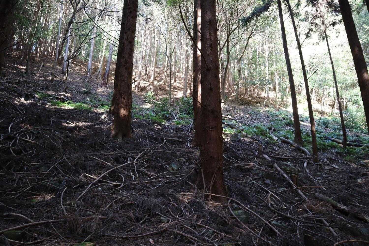しまった〜。これ絶対登山道じゃないやつ😂沼にも嵌って普段履きのKEENドロドロ💩
鹿フン辿り、獣道で上へ⏫️
過去レポ読み返したら、前回も全く同じ間違いやらかしててワロタ😇