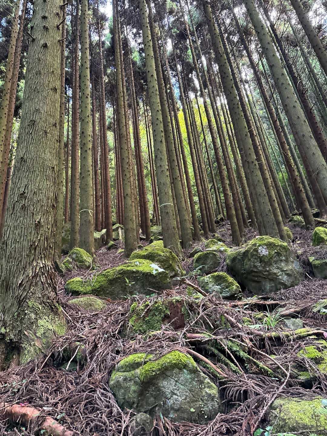 どこを上って行くんだー💦