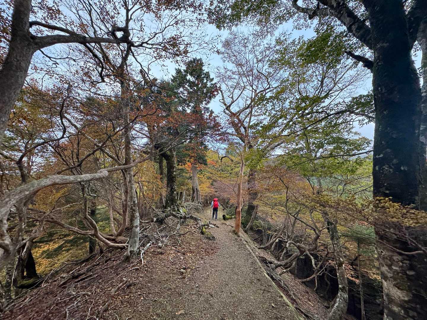 チョットなだらかで、この辺から紅葉🍁