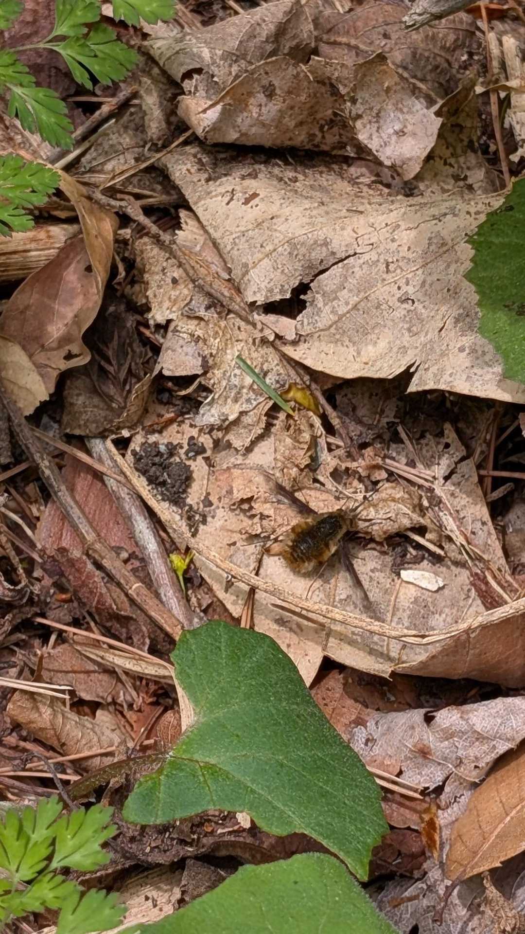 もふもふな虫を発見してぱしゃり📸
蜂かと思っていましたがビロウドツリアブというのが似ています。