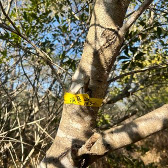 うそやろ？！
三座目見つけるのに苦労しました