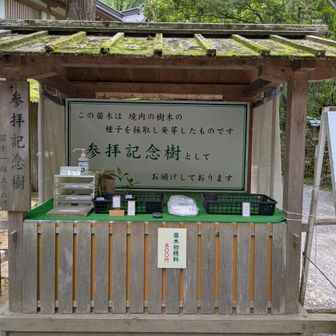 センリョウ苗がありました。