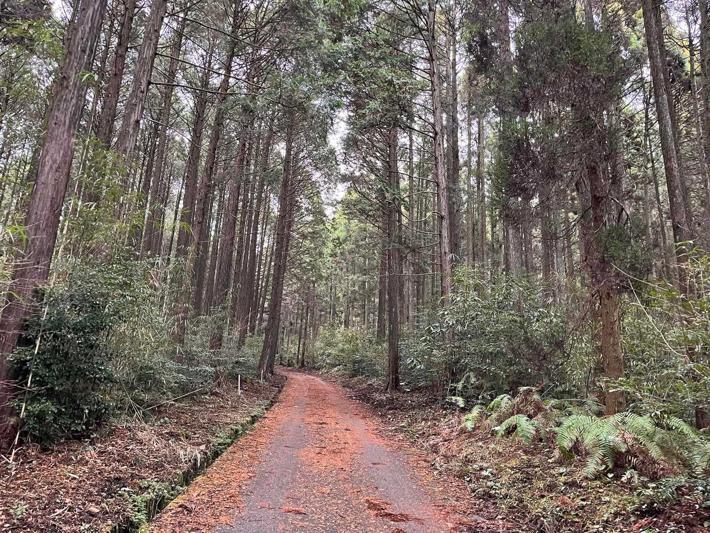 金山 往復コースの写真