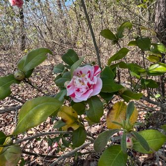 頂上から少し下った所にある
東屋でランチ&コーヒーとおやつで
元気復活😃

