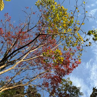 実際見た方が本当キレイなんだよな〜
紅葉あるあるだね🍁