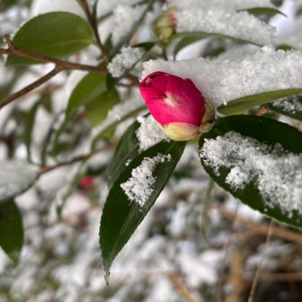 「今度は花が雪に埋もれている❄️🌺❄️」

そんな光景を眺めているうちに、最近ハマっている名古屋観光特使「サックス侍🎷」が奏でる
“雪の華” のメロディーが、ふと頭の中に流れてきました🎶

ソプラノサックスの澄んだ響きは、中島美嘉の歌声とはまた違った感動を運んできます✨

そんな音色を頭の中で再生しながら、澄んだ気持ちで雪の中を進みます🥾
