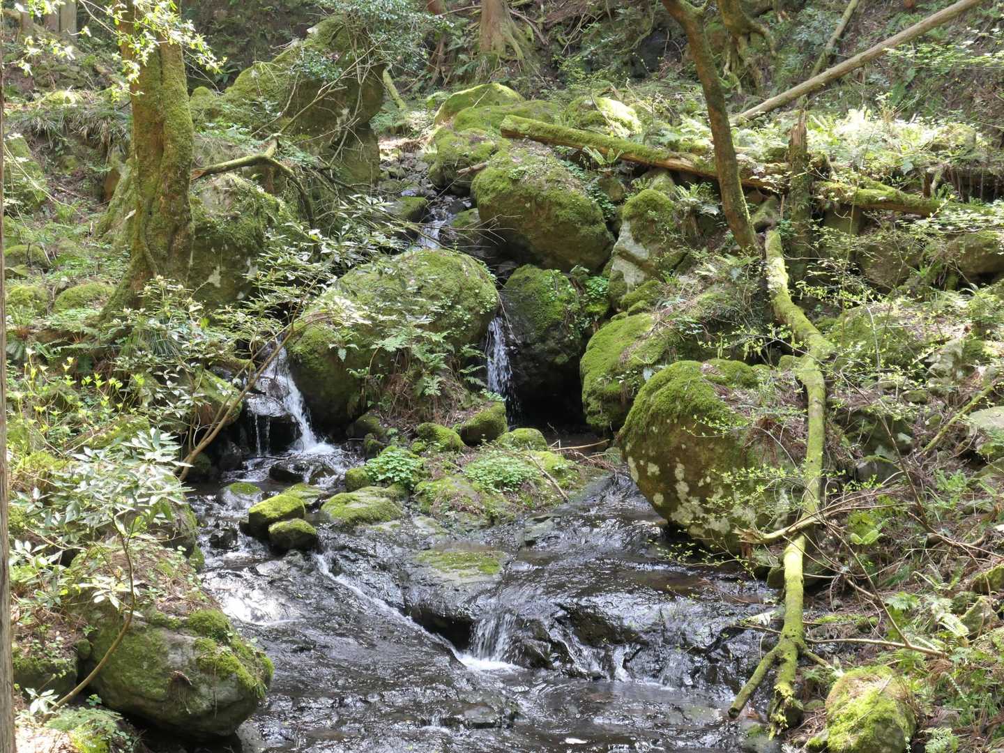 苔と沢がいい感じ