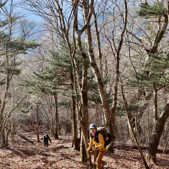 あまり伝わないけど急登ですよ
