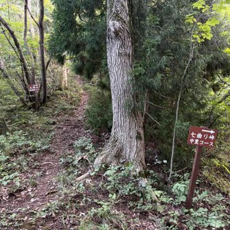 小岡山から降り分岐に戻る