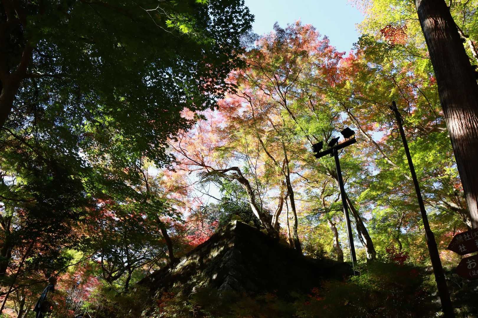 写真じゃ伝わりにくいですが
めちゃ綺麗💚🧡❤️