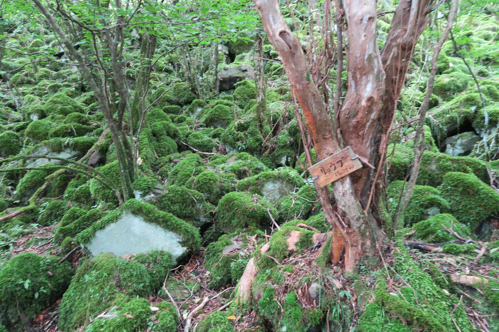 道の左右の斜面も苔むした岩、岩、岩！