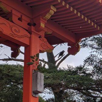 お参りしていたら御からす様が・・笑

んっ、このからす白い部分があるのか･･･？
