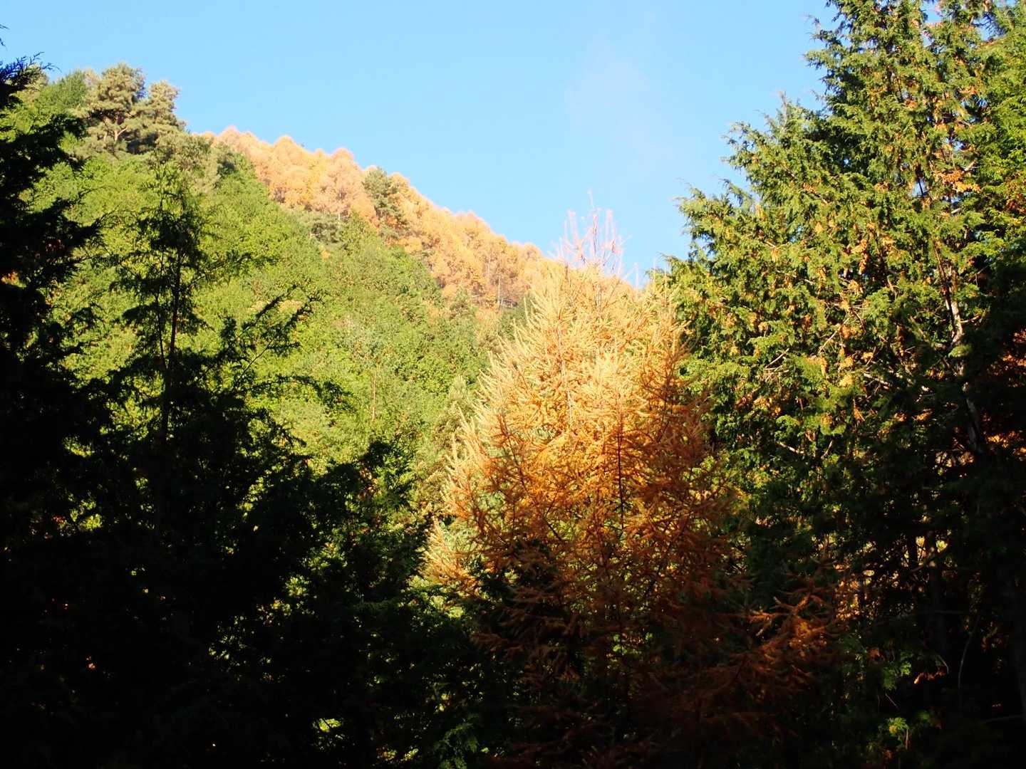 林道終点の駐車場から
真っ青な空に紅葉が綺麗☺️
高鳥屋山登山口の目の前には2台程の駐車スペースがあります。