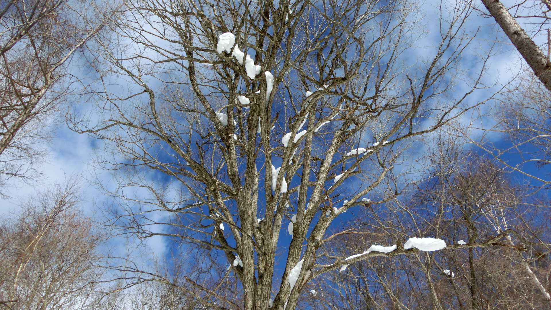 こんな残雪まとった木も綺麗です