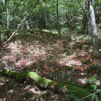 キツネノカミソリ、噂のニョキポイントです