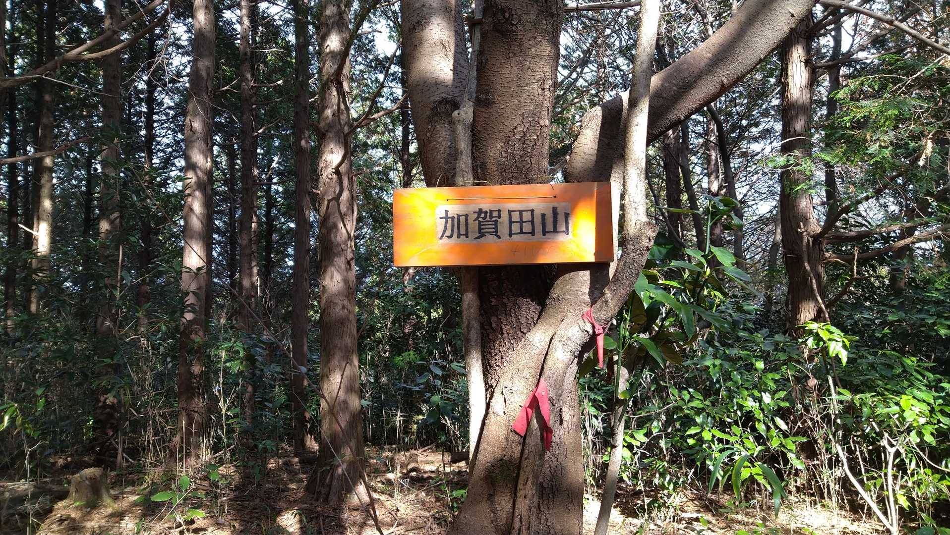 羽賀田山　トウチヤコ