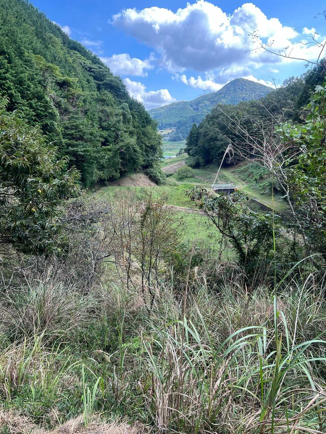 ゼフィルスの森入口-三草山-才ノ神峠-滝王山-牛の子峠-牛 縦走コースの写真